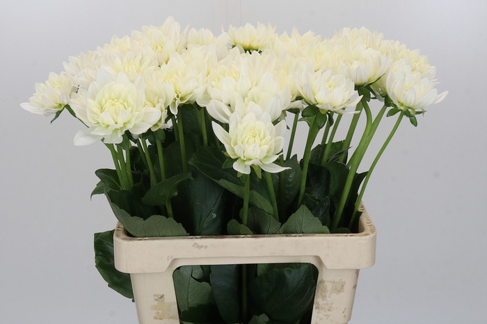 Dahlia Karma M. Zwaan