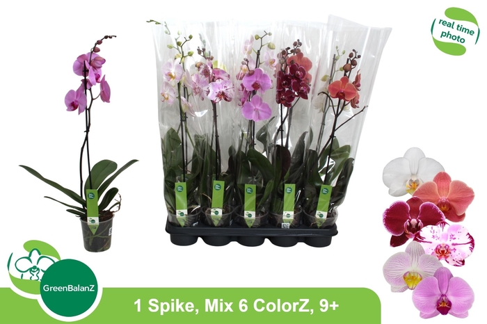 <h4>PHAL GEM 6 KL</h4>