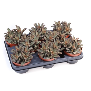 Kalanchoe NF   ...