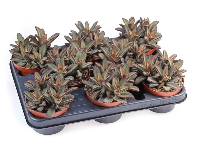 <h4>Kalanchoe NF   ...</h4>