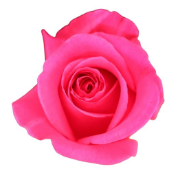 <h4>R Gr Hot Party Hot Pink 40cm EC</h4>