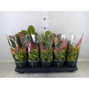 Maranta leuc. 'Fascinator'