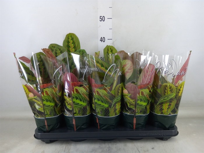 <h4>Maranta leuc. 'Fascinator'</h4>