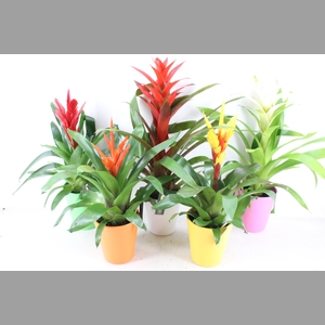 arr3 BS - Ker. cupcake mix bromelia