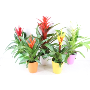 arr3 BS - Ker. cupcake mix bromelia