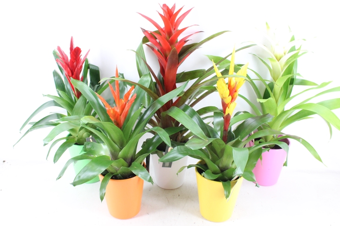 <h4>arr3 BS - Ker. cupcake mix bromelia</h4>