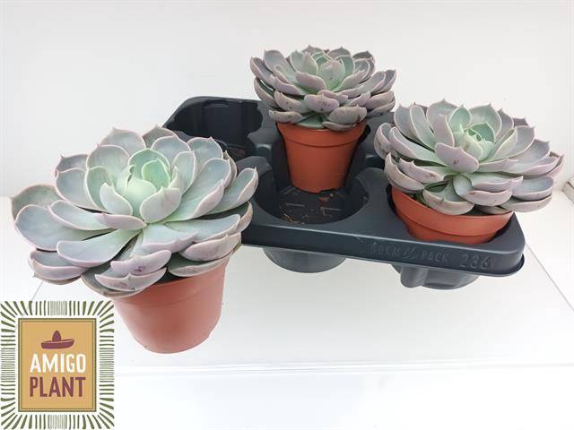<h4>ECHEV LOTUS</h4>