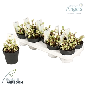 Helleborus verboom beauty 10+ bloem