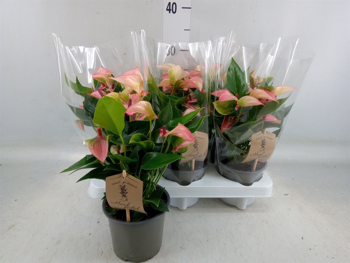 <h4>Anthurium  'Matata'</h4>