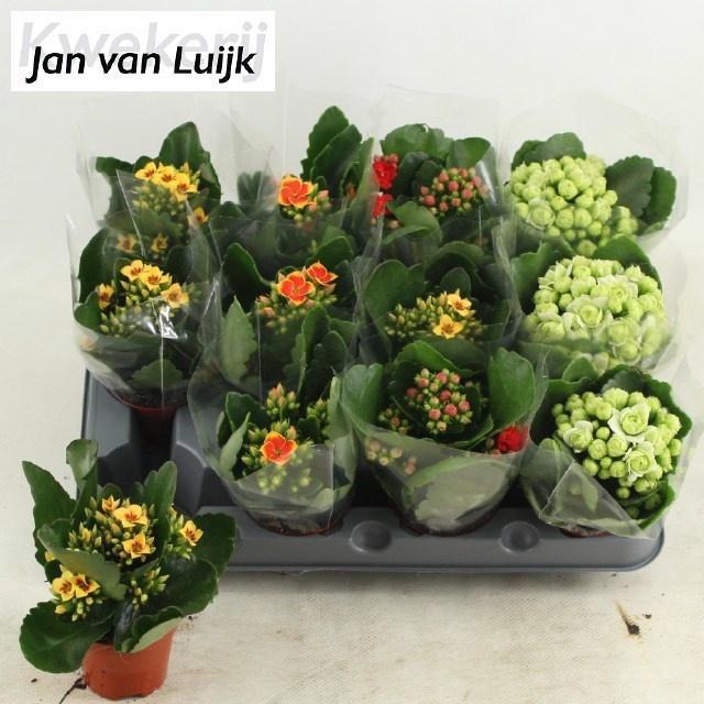 <h4>KAL GE GEM 4 KL</h4>