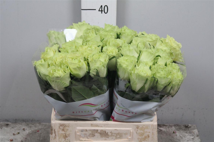 <h4>R Gr Camouflage!</h4>