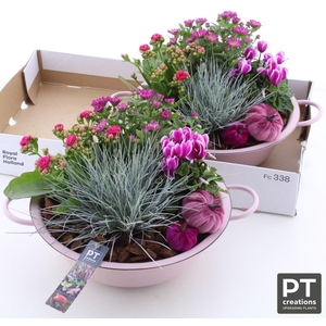 ARR TUINPLANTEN