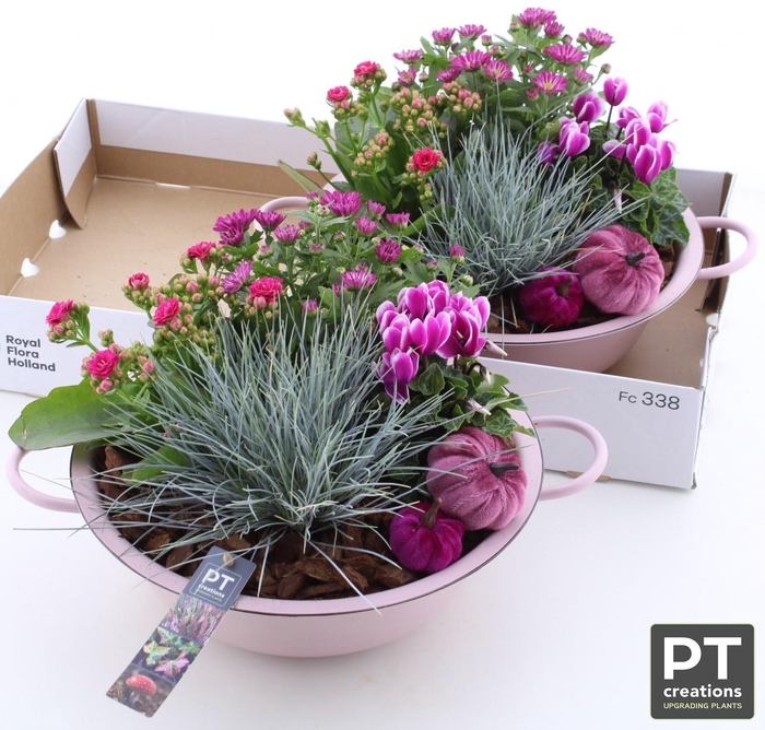 <h4>ARR TUINPLANTEN</h4>