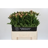 Paeonia Etched Salmon