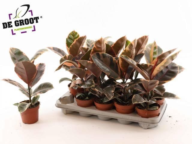 <h4>FIC EL BELIZE</h4>