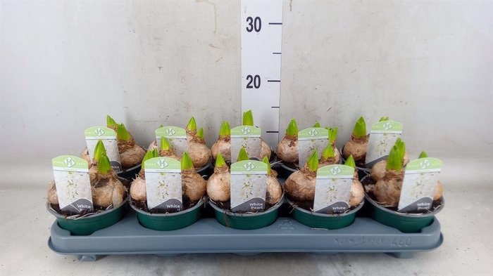 <h4>Hyacinthus orie. 'Pearl White'</h4>