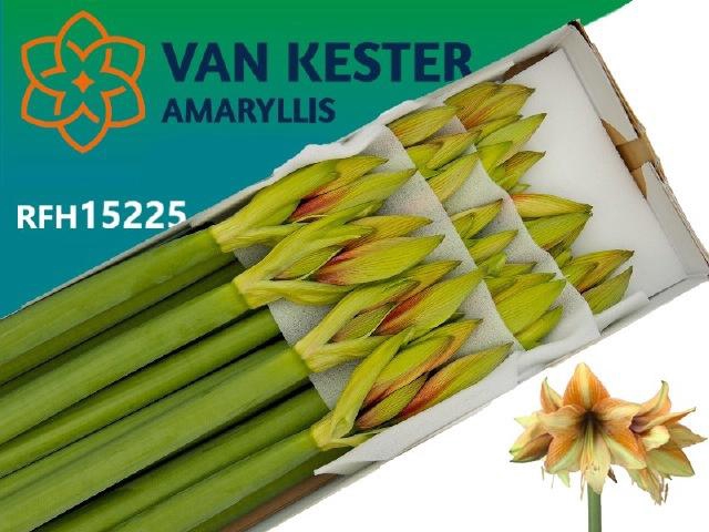 <h4>HIPP GA MOCCA</h4>