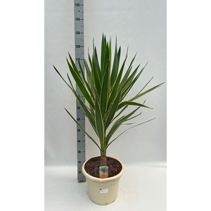 YUCCA  PUCK