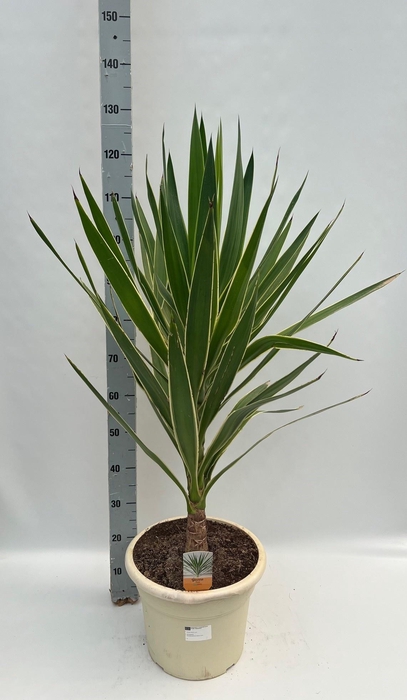 <h4>YUCCA PUCK</h4>