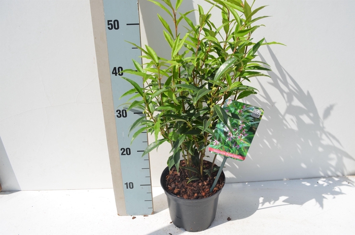 Sarcococca Hookeriana Purple Stem