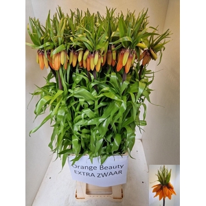 FRIT IM ORANGE BEAUT