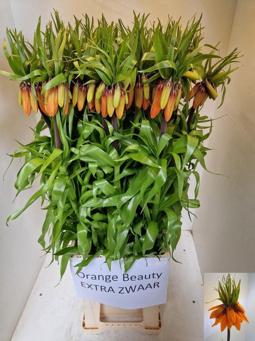 <h4>FRIT IM ORANGE BEAUT</h4>