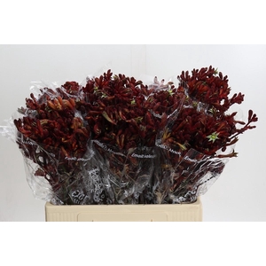 Anigozanthos Early Spring Indoor