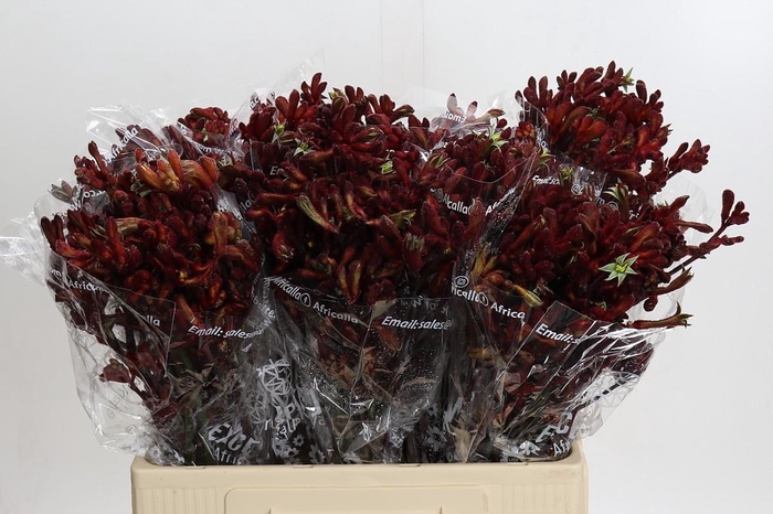 Anigozanthos Early Spring Indoor