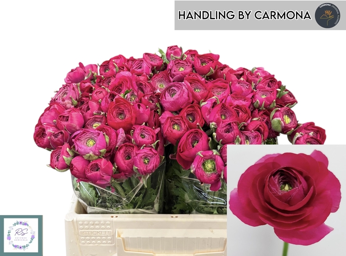 <h4>RAN EL HOT PINK</h4>