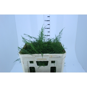 FOLHAGEM ASPARGO PLUMOSO 180 CM