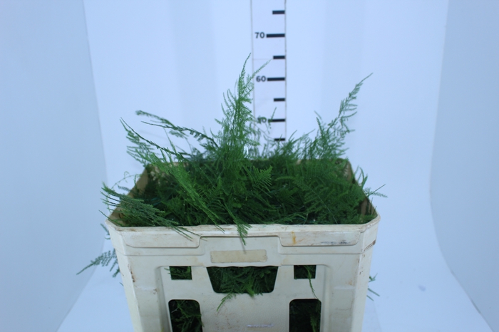 FOLHAGEM ASPARGO PLUMOSO 180 CM