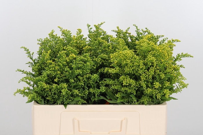 <h4>Soli Carzan Glory</h4>