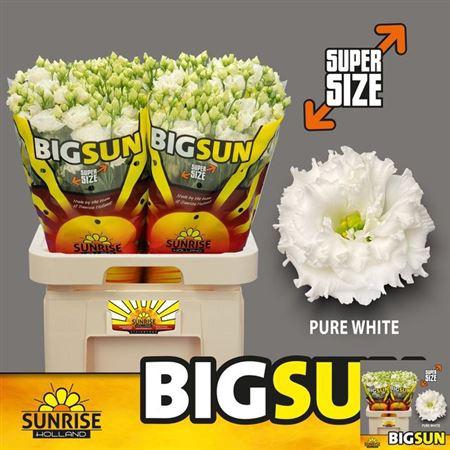 <h4>EUS G ALISSA PUR WHI</h4>