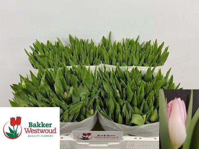 <h4>TU EN FIRST CLASS</h4>