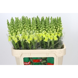 Antirrhinum Potomac Geel