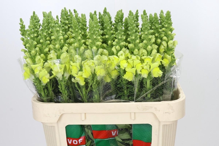 <h4>Antirrhinum Potomac Geel</h4>
