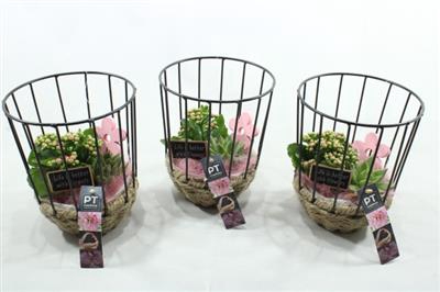 <h4>6603 ROZE KOOI HOOG</h4>