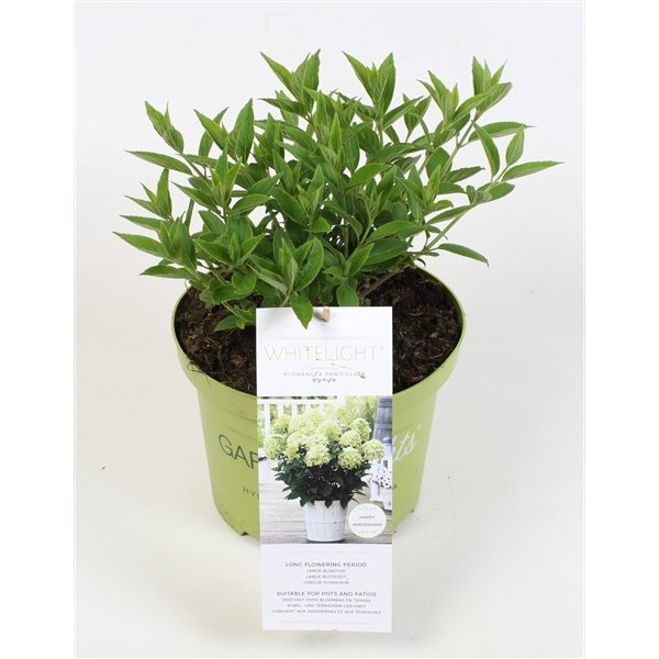 Hydrangea Paniculata (Gardenlight) 'Whitelight' 19 cm