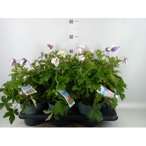 Anemone  'Wild Swan'