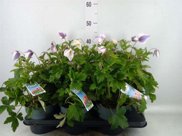 <h4>Anemone  'Wild Swan'</h4>