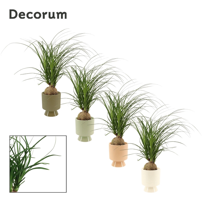 <h4>Beaucarnea Bol 12 cm in Marly (Silent moods-collection)</h4>