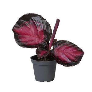 CALATHEA ROSEOPICTA P6 CRIMSON