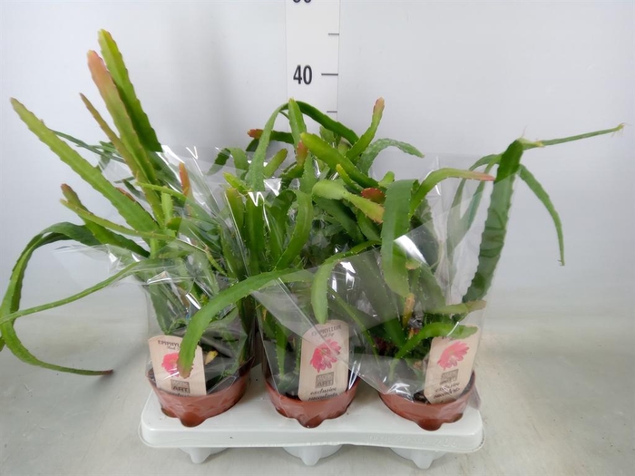 <h4>Epiphyllum   ...</h4>