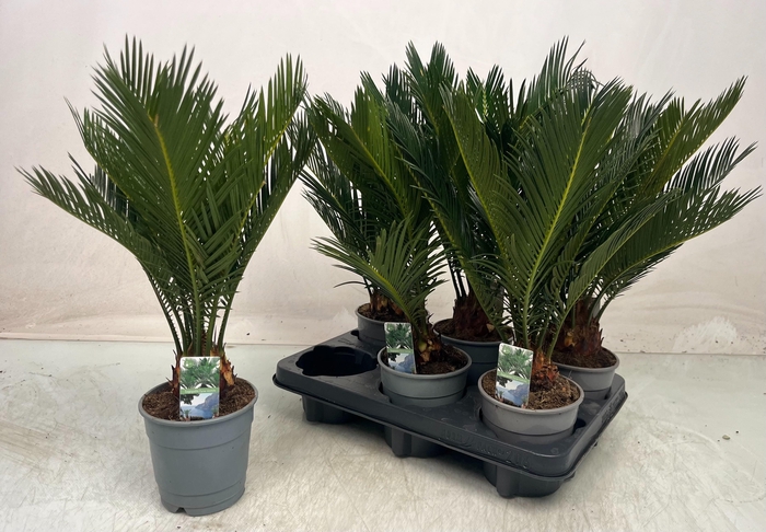 <h4>CYCAS REVOLUTA</h4>