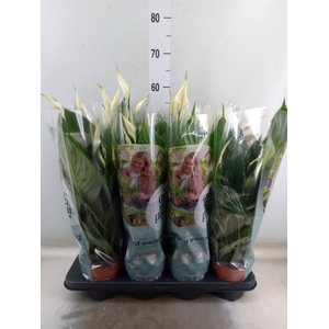 Spathiphyllum  'Pico Cupido'