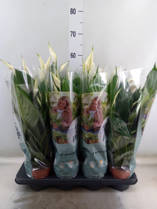 <h4>Spathiphyllum  'Pico Cupido'</h4>