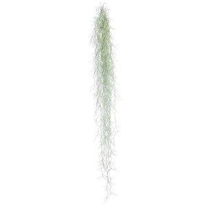 TILL USNEOIDES