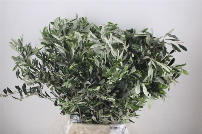 <h4>Olijf 300gr P Bunch</h4>