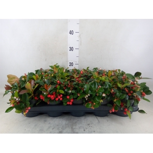 Gaultheria proc. 'Big Berry'