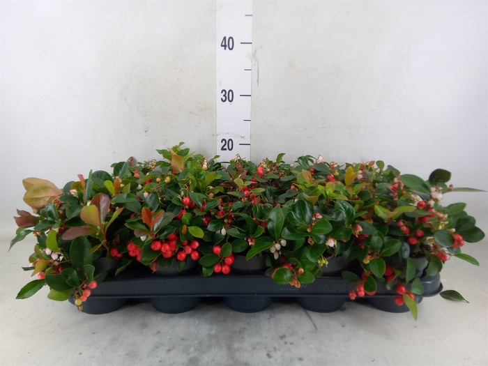 <h4>Gaultheria proc. 'Big Berry'</h4>